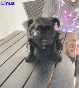 Linus