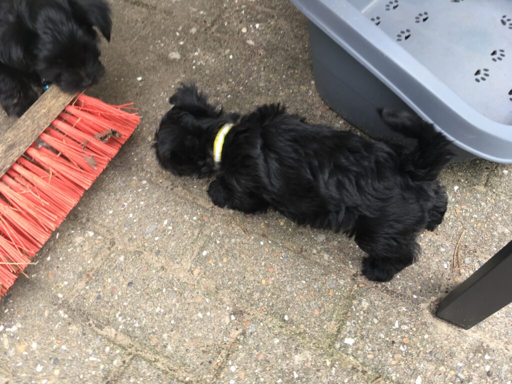 Lotte-3
